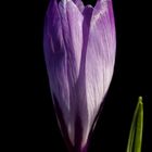 Crocus