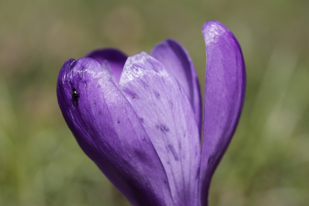 Crocus