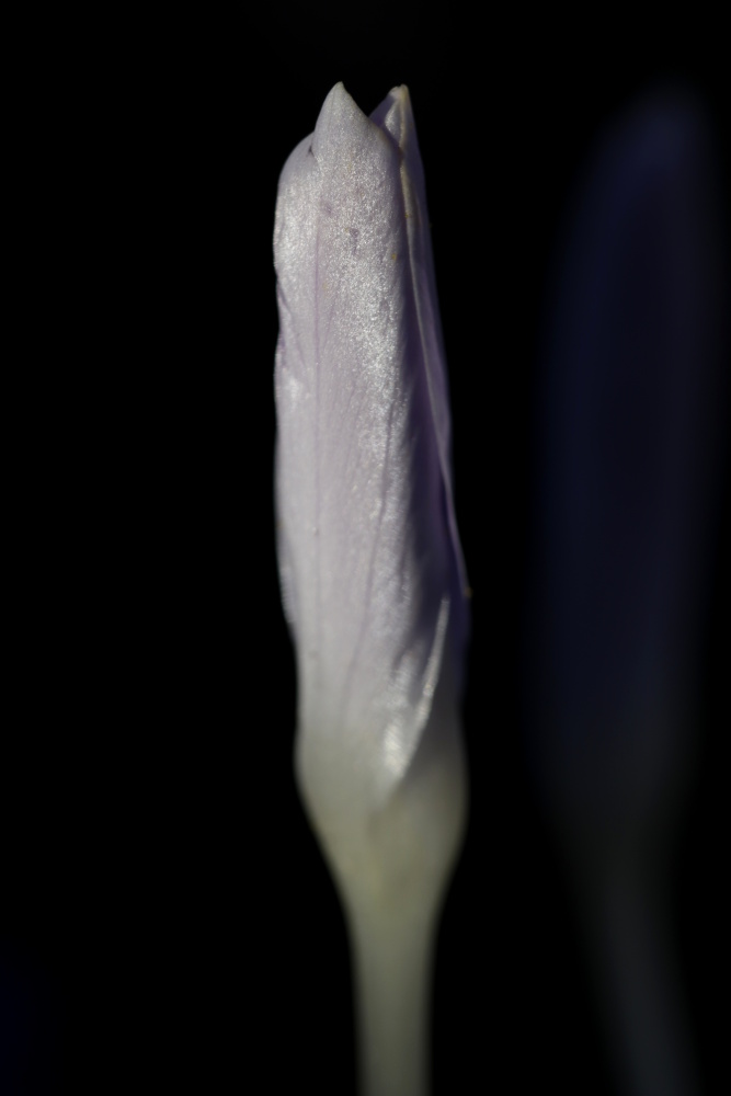 Crocus