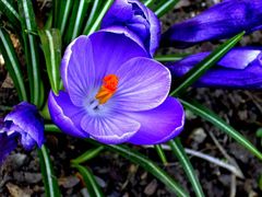 crocus bleu