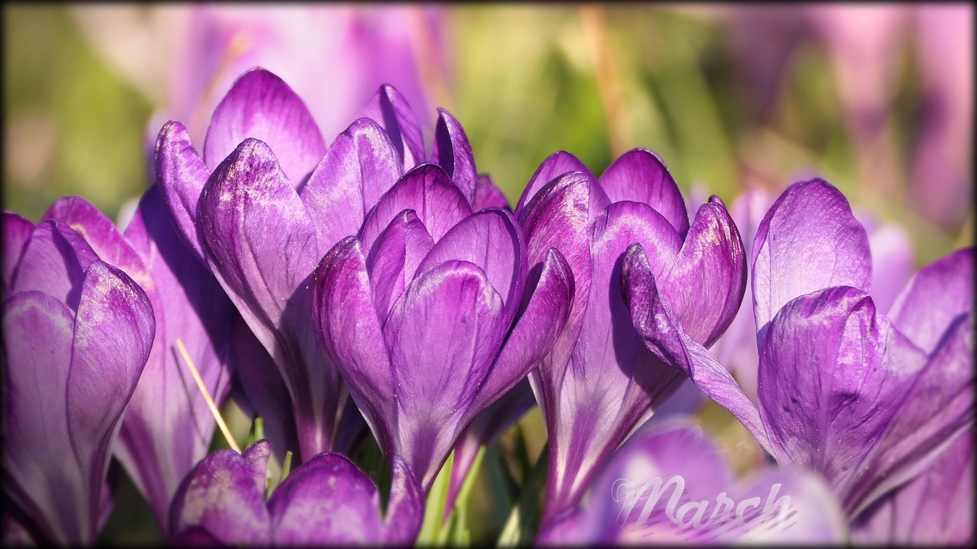 ... crocus bloom time