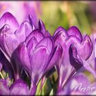 ... crocus bloom time