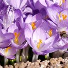 CROCUS-BUFFET