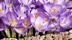 CROCUS-BUFFET