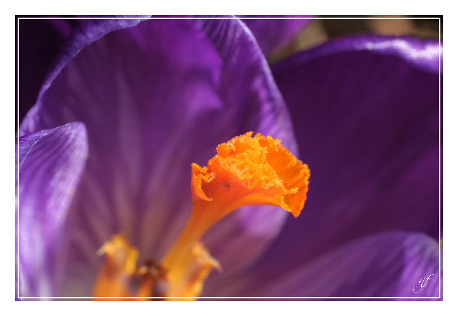 CROCUS