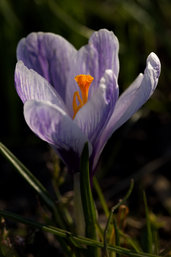 Crocus