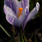 Crocus