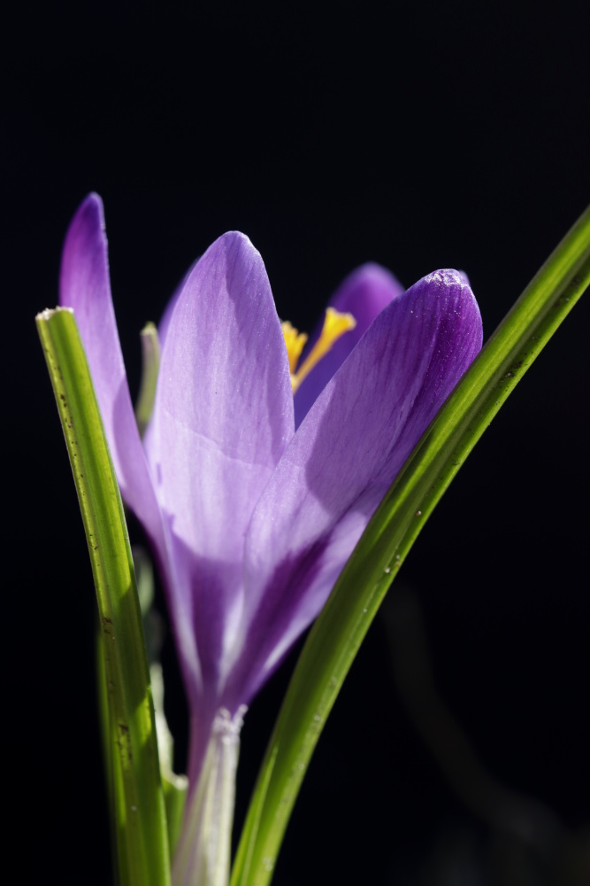 Crocus