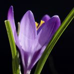 Crocus