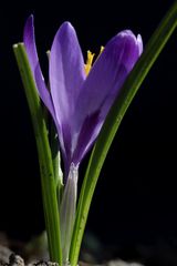 Crocus