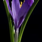 Crocus