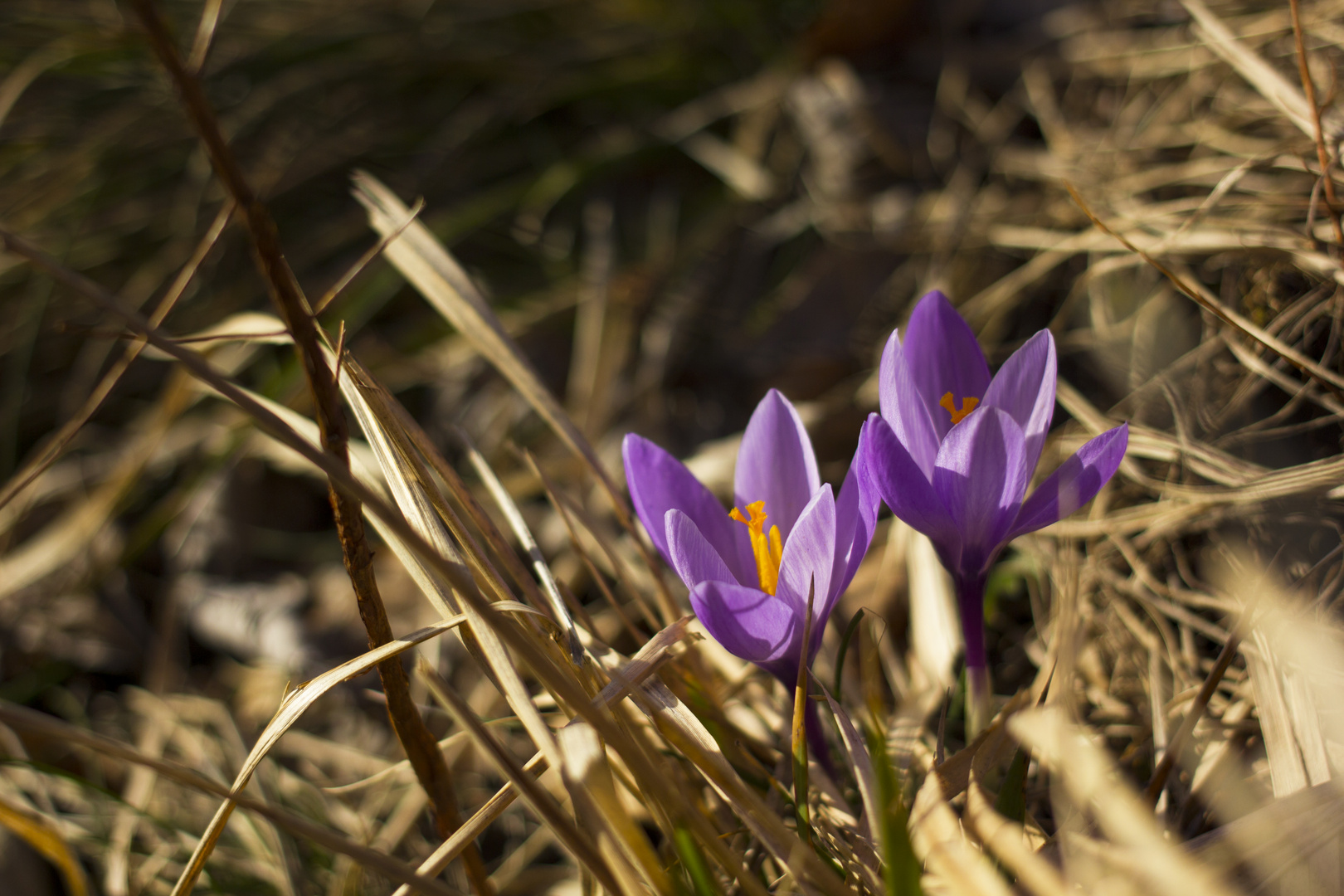 Crocus