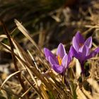 Crocus