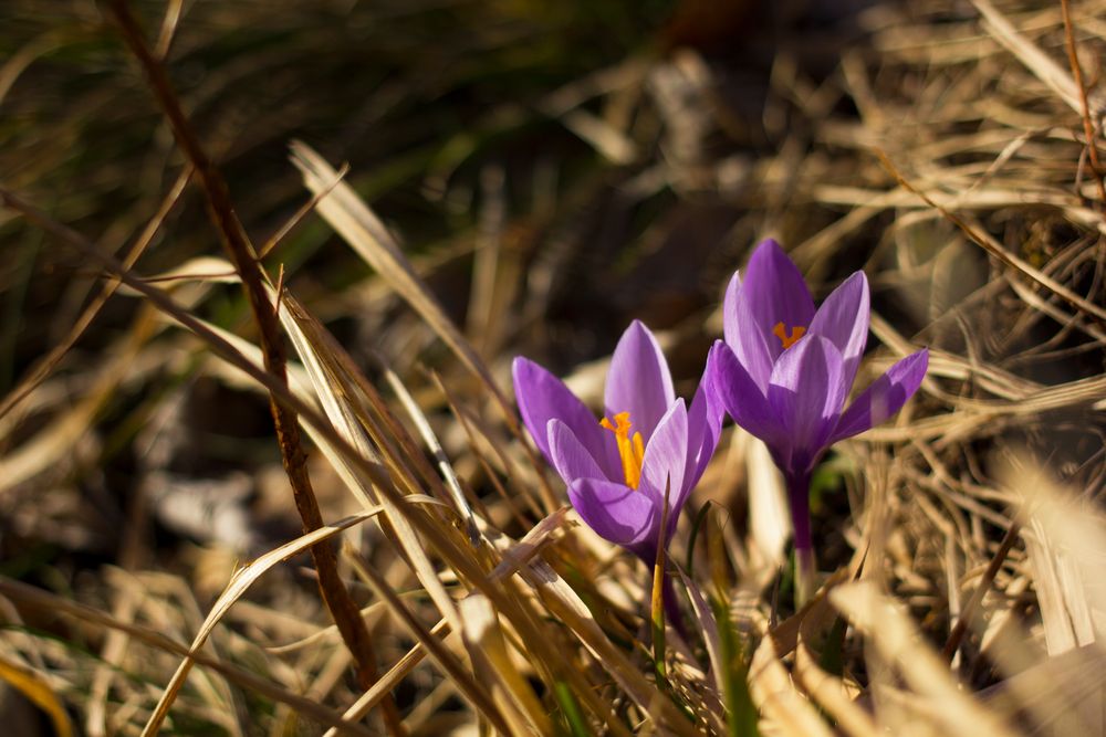 Crocus