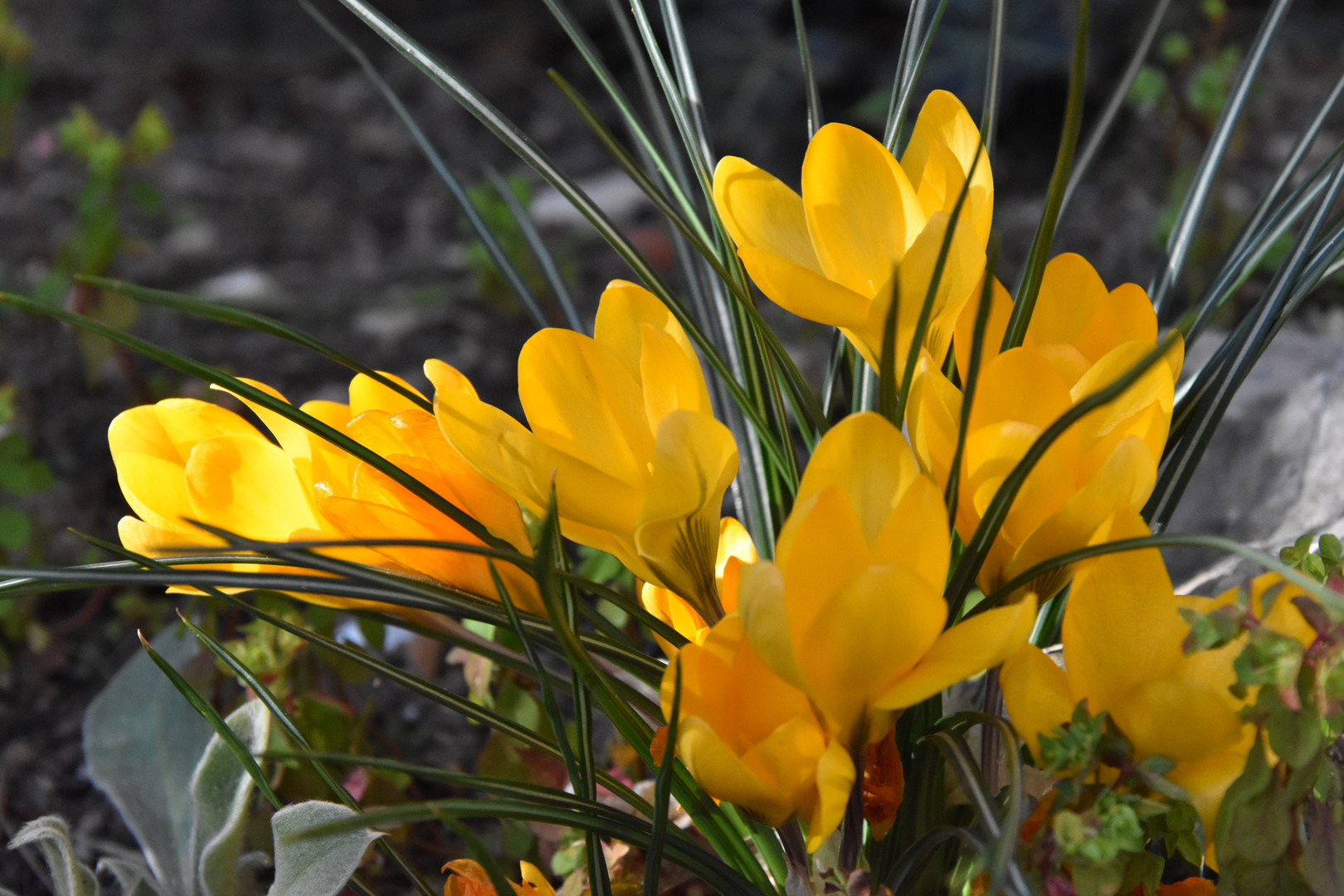 Crocus