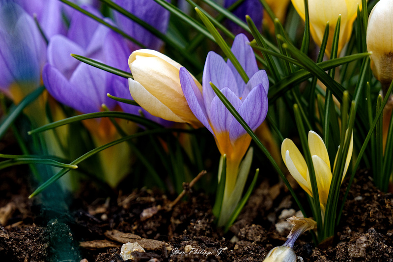 Crocus -