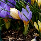 Crocus -