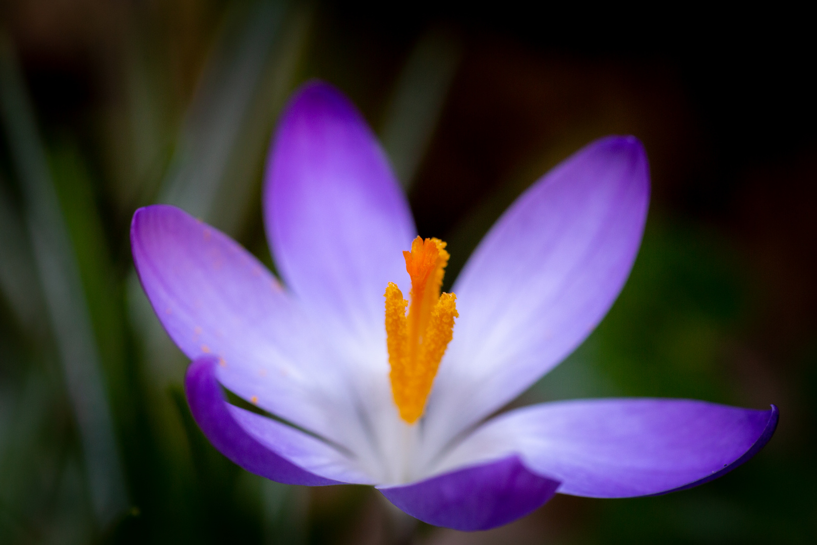 Crocus