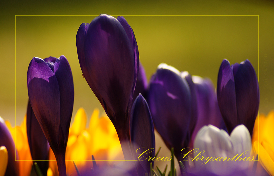 Crocus chrysanthus