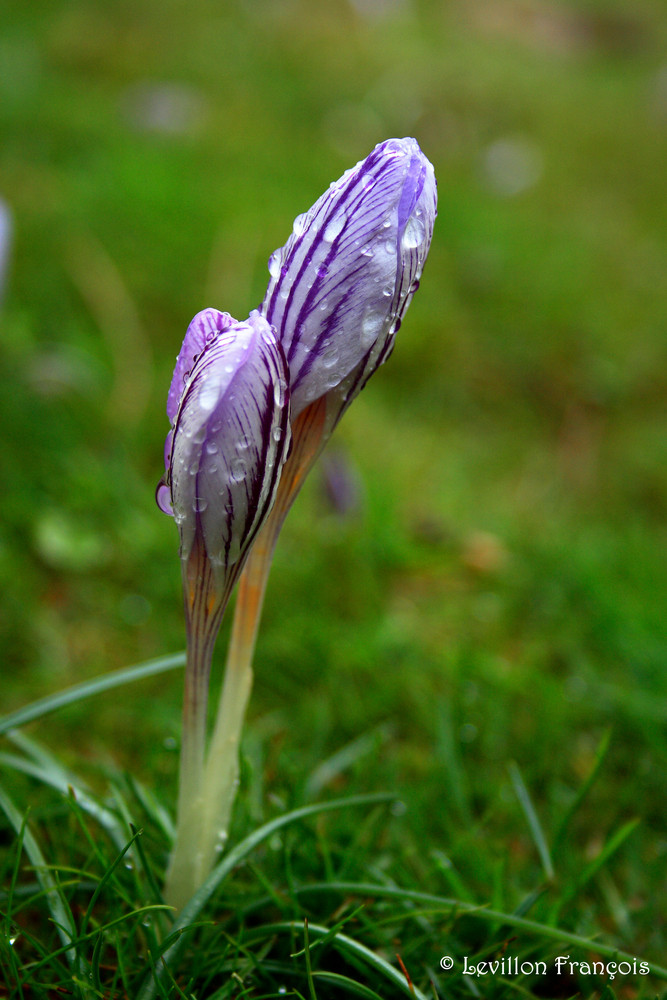 Crocus corsicus