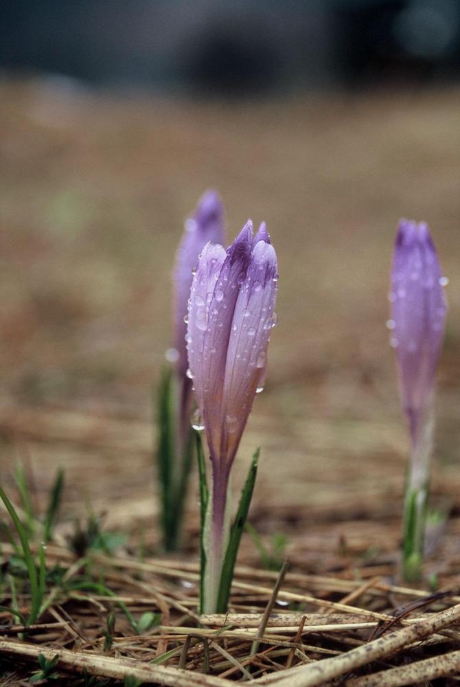 Crocus (Crocus scepusiensis)