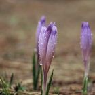 Crocus (Crocus scepusiensis)