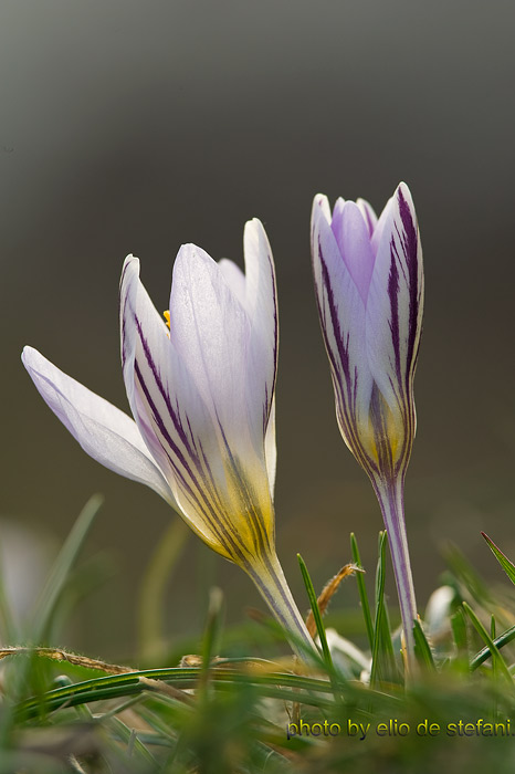 crocus