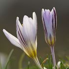 crocus