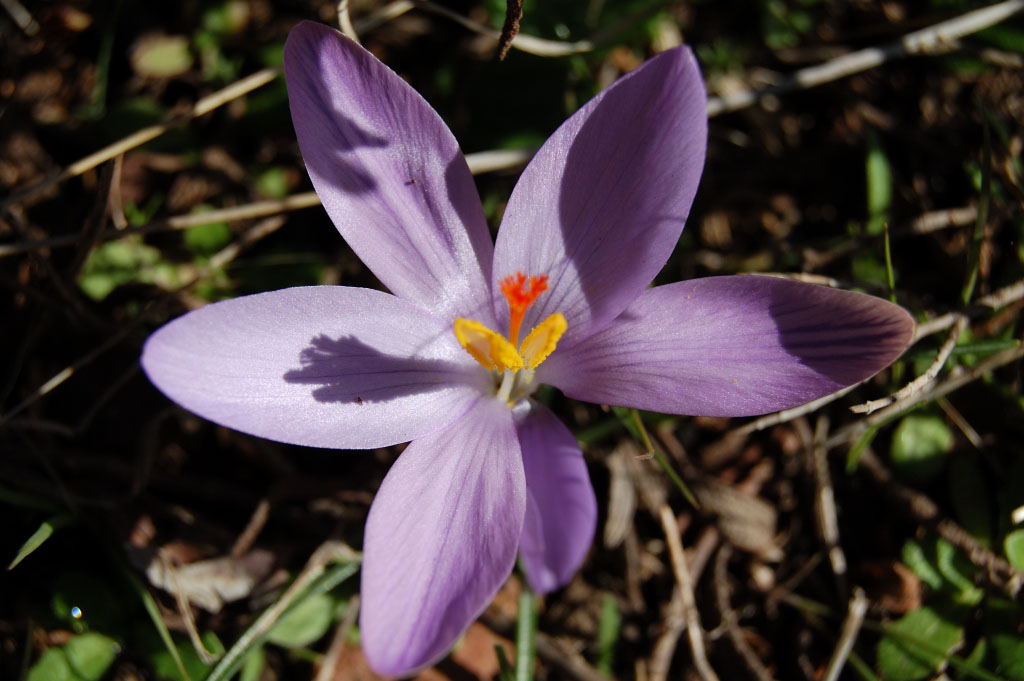 crocus