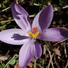 crocus