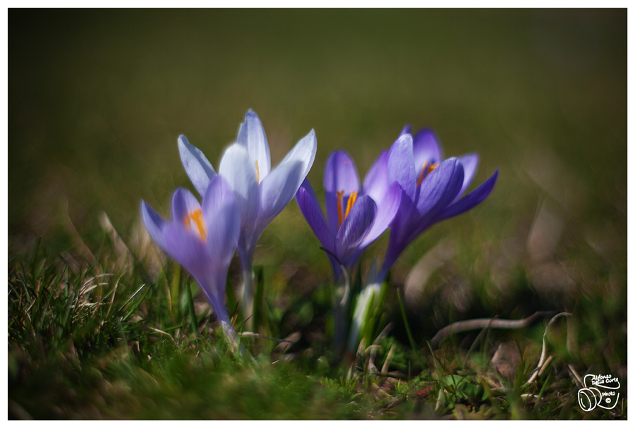 Crocus