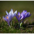 Crocus