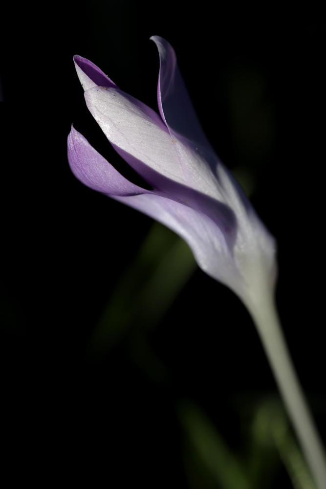 Crocus