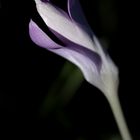 Crocus