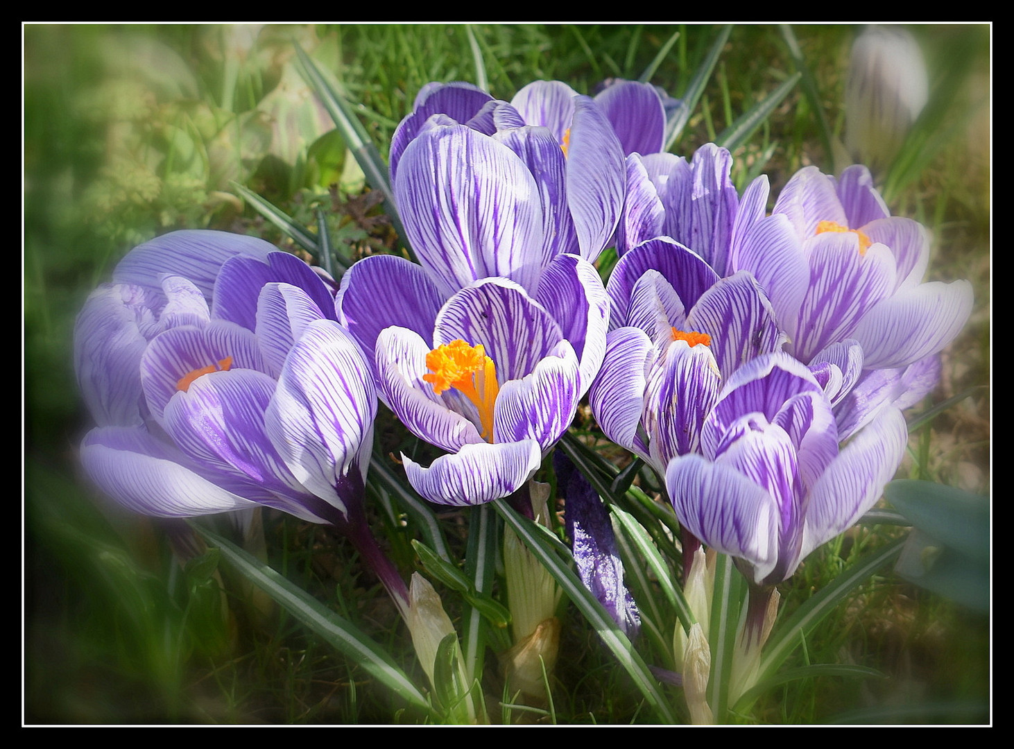 crocus