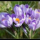 crocus