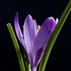 Crocus