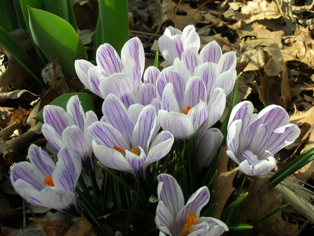 Crocus