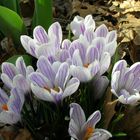 Crocus