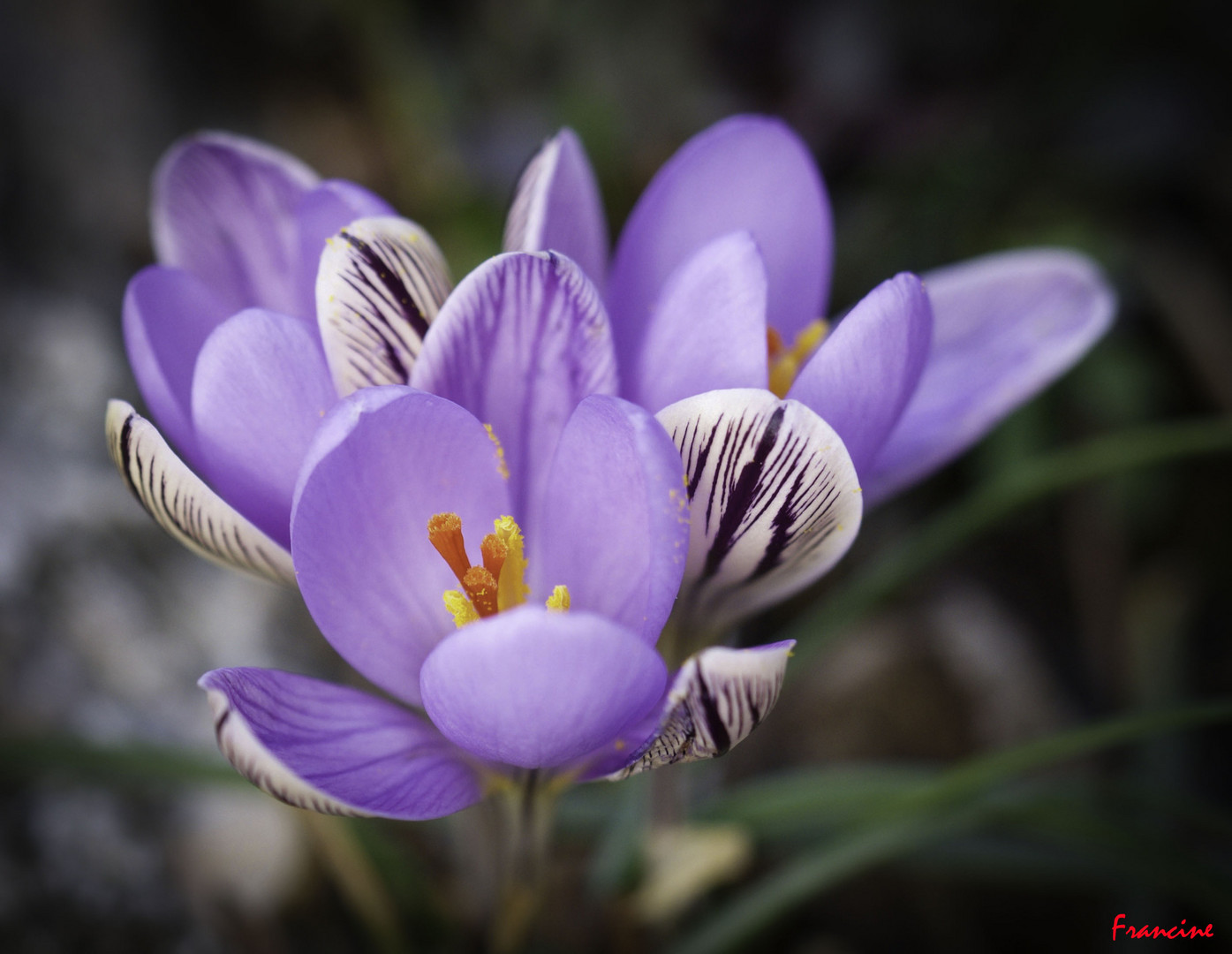 Crocus de Corse ...