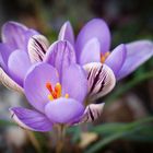 Crocus de Corse ...