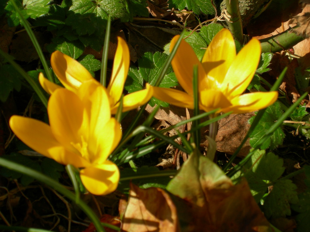 Crocus de Février