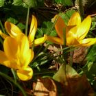 Crocus de Février