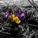 CROCUS DE MON VERGER