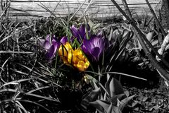 CROCUS DE MON VERGER