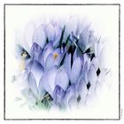 Crocus