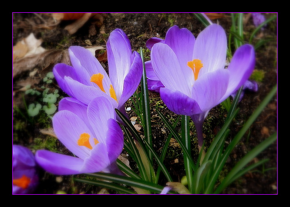 crocus