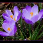 crocus