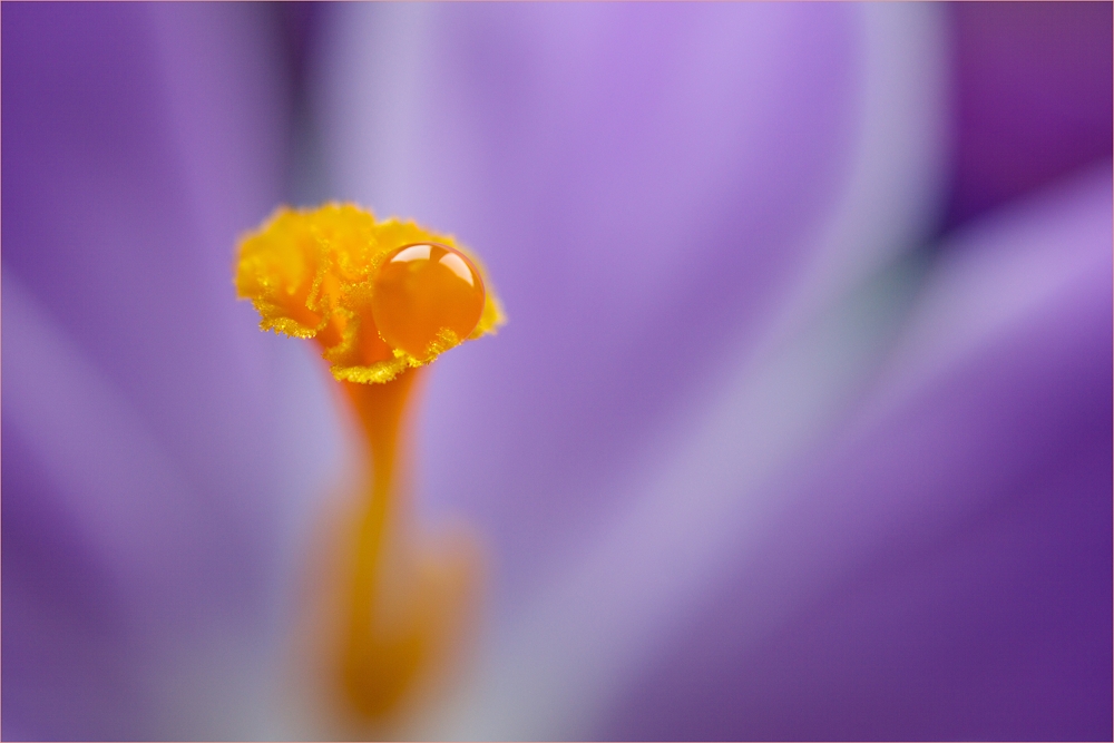 crocus ... ... drop