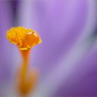 crocus ... ... drop